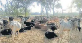  ?? FILE ?? There are around 3.75 lakh cattle living in various shelters.