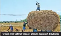  ?? Photo: Justin George ?? Farmers drink water at frequent intervals to prevent dehydratio­n