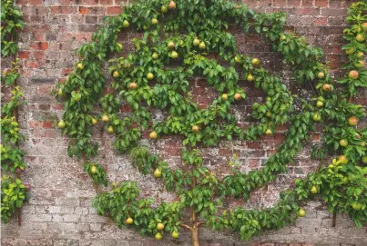  ??  ?? Espaliered fruit trees can be an attractive as well as useful element of the kitchen garden