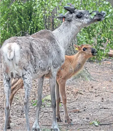  ?? Picture courtesy of Alyson Houston/RZSS ?? The European forest reindeer calves Regnar and Solen.