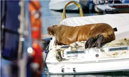  ?? Photograph: Tor Erik Schrder/NTB/AFP/Getty Images ?? Freya resting on a boat in Frognerkil­en, Oslo fjord, in July. Norwegian officials decided to euthanise after evaluating a ‘persistent threat to human security’.