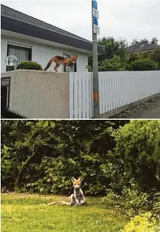  ??  ?? Unsere Leserin Stefanie Fähndrich hat vor rund drei Wochen diesen jungen mageren Fuchs abends in der Albrecht Dürer Straße in Westheim fotografie­rt.