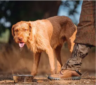  ?? ?? You should take precaution­s to protect your gundog from autumn- and winter-specific illnesses