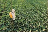  ?? FOTO: ESPECIAL ?? Los fertilizan­tes representa­n el 33% del costo total del cultivo de maíz en Sinaloa.