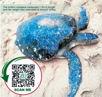  ?? ?? The turtle’s carapace measured 1.2m in length and her weight was estimated at around 140kg