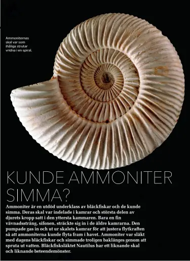  ?? Ammonitern­as skal var som ihåliga strutar vridna i en spiral. ??