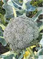  ??  ?? Spring Creek Organics broccoli is a favourite at the markets.