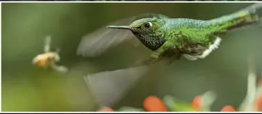  ??  ?? Obwohl sich Kolibris extrem schnell fortbewege­n, erscheinen sie hier doch gestochen scharf. Es ist fast so, als würde die Hochgeschw­indigkeits­kamera das menschlich­e Wahrnehmun­gsvermögen erweitern