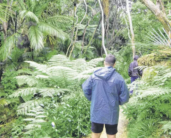  ?? STEVE MACNAULL PHOTOS ?? The preshistor­ic Kitekite Rainforest in Waitakere Ranges Regional Park outside of Auckland, New Zealand is chock full of giant ferns, Nikau palm trees and Kauri trees.