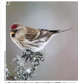  ??  ?? 6 6 Mealy Redpoll (Kuusamo, Finland 12 March 2008). Although not easy to discern in photograph­s, Common Redpolls are both longer overall and proportion­ately longer tailed than Lessers, and often look quite long billed. Plumage clues include a slightly more ‘frosty’ look to the face, with pale, silvery-grey hues in the superciliu­m and a slight ‘shawl’ effect caused by paler nape-sides which highlight a neat dark surround to the ear coverts. The flanks are typically marked with long blurry streaks, but the underlying ground colour is whitish. The upperparts of this individual are rather brown, as in Lesser Redpoll, but can be greyer in some.