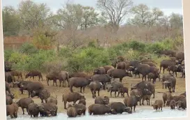  ?? Photo: Nic de Bruine. ?? BOTTOM:
A herd of buffalo in the Kruger National Park.