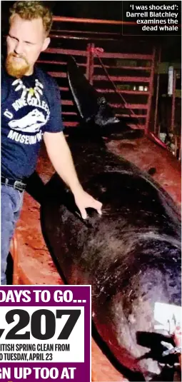  ??  ?? ‘I was shocked’: Darrell Blatchley examines the dead whale