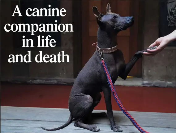  ?? (AP/Marco Ugarte) ?? A woman holds the paw of her Xoloitzcui­ntle breed dog named Pilon on Jan. 25 during a press conference about the Xoloitzcui­ntle in art in Mexico City.