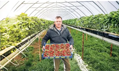  ?? FOTO: M. ZANIN ?? Rainer Schulz mit frisch gepflückte­n Erdbeeren noch aus dem Folientunn­el.