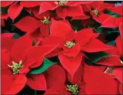  ??  ?? Poinsettia - a Christmas tradition