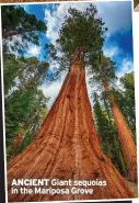  ?? ?? ANCIENT Giant sequoias
in the Mariposa Grove