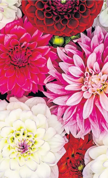  ??  ?? ● Dahlias bring a multi-coloured blast of Mexican magic to back greens while acid-yellow forsythias, right, also guarantee brashness if planting goes to plan