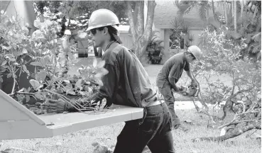  ?? STAFF FILE PHOTO ?? In a photo from 2000, private contractor­s work to cut down and destroy infected trees in Delray Beach.