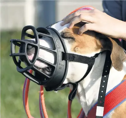  ??  ?? Der American Staffordsh­ire Terrier (hier ein Symbolbild) trug keinen Maulkorb, als er Monika Diendorfer vor acht Jahren attackiert­e. Sie leidet bis heute an den Folgen des Hundebisse­s.