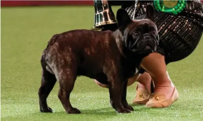  ?? BeatMedia/The Kennel Club ?? Elton the French bulldog won best of breed and the utility group awards. Photograph: