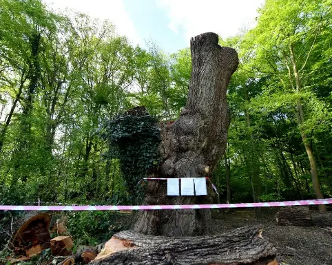 Council leader accepted Spurs tickets days before felling of ancient ...