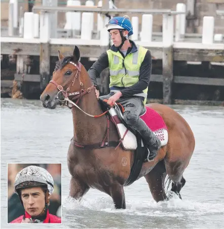  ?? Picture: ROBIN SHARROCK ?? Humidor, to be ridden by Blake Shinn (inset), has a swim at Warrnamboo­l with strapper Tyson Kermond.