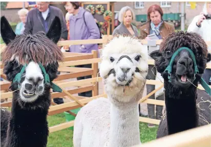  ?? RP-FOTO: LAASER (ARCHIV)  ?? Der Bauernmark­t in Hohenbusch ist Anfang Oktober das Großereign­is der Region für alle, die das Landleben und heimische Produkte lieben. Nicht nur Kinder haben ihre Freude an den Alpakas und anderen Tieren auf dem Markt.