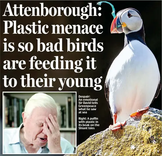  ??  ?? Despair: An emotional Sir David tells Greenpeace what he saw at sea Right: A puffin with plastic in its beak on the Shiant Isles