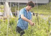  ?? DAVE SIDAWAY ?? Eric Kingsley, Sun Youth’s emergency services director, ties a couple of tomato plant poles at one of their two food bank gardens.