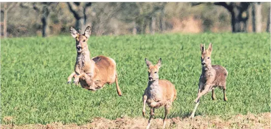  ?? FOTO: FRANK RUMPENHORS­T/ DPA ?? Rehe auf der Flucht vor einem Hund: Aktuell sind viele Ricken trächtig und dadurch langsamer als sonst.