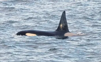  ??  ?? Shetland orca expert Hugh Harrop identified the pod as 27s using the pictures.