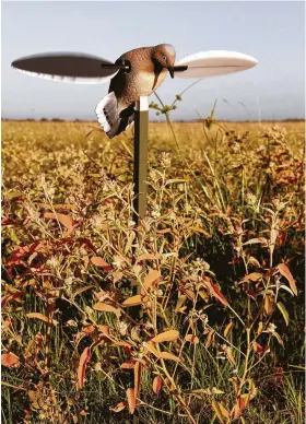  ?? Shannon Tompkins photos / Staff ?? A field of ripening croton — "dove weed" to many Texans — and a spinning-wing dove decoy can be keys to outstandin­g dove hunting later this autumn as migrating doves pour into Texas and feed on the abundant native seeds.