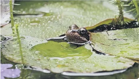  ??  ?? If you have garden pond, make sure it doesn’t completely freeze over during cold spells