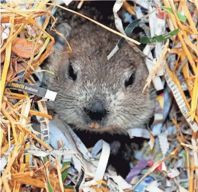  ?? SUPPLIED ?? Join the Milwaukee County Zoo’s resident groundhog, Wynter, Thursday, Feb. 2, as she makes her annual weather prediction.