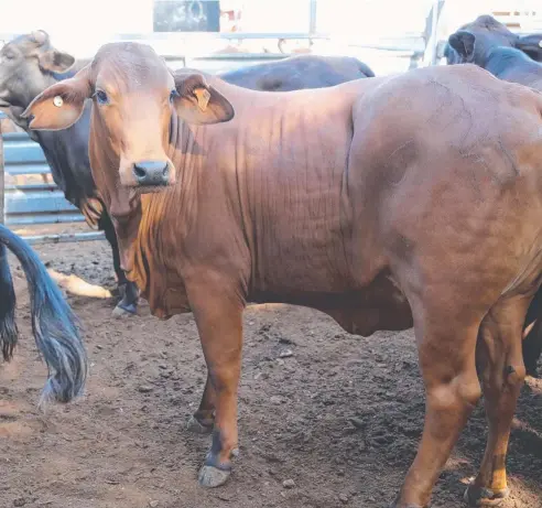  ?? Picture: BRONWYN WHEATCROFT ?? PRIME STOCK: Landmark sold the top pen of heifers for $217.2c/kg at yesterday’s Mareeba Combined Agents Prime and Store Sale.