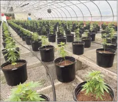  ?? Jordan Fenster / Hearst Connecticu­t Media ?? Connecticu­t’s medical marijuana patients can start growing their own cannabis Oct. 1.