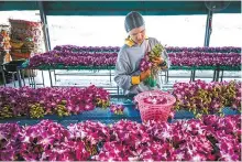  ?? AFP-Yonhap ?? This photo taken on April 7 shows a worker processing orchids to be exported for wholesale at an orchid farm in the central Thai province of Nakhon Pathom.