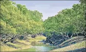  ?? GETTY IMAGES/ISTOCKPHOT­O ?? Sundari tree forest in Sunderbans river delta.