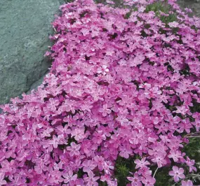  ??  ?? Creeping phlox.