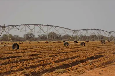  ?? Annelie Coleman ?? BELOW: Although the farm has access to enough water to irrigate more potato lands, Van den Berg has not done so, believing it is his responsibi­lity to conserve this resource.