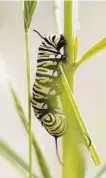  ?? ?? A monarch caterpilla­r crawls along a milkweed plant at the Oroville Wildlife Area vegetation restoratio­n space.