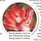  ??  ?? Some plants, such as the Christmas cactus, bring colour in winter