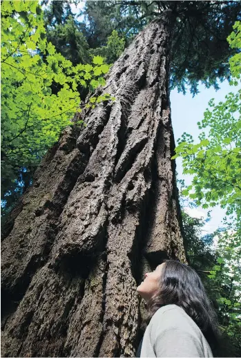  ?? GERRY KAHRMANN ?? Dana McDonald of the Vancouver board of parks and recreation looks up at a 600-year-old Douglas fir in Stanley Park last week. At about 60 metres tall, the tree ranks among Vancouver’s tallest.