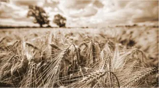  ?? ?? “Sitting on a shooting stick, the ears of the barley growing in front were a fraction above eye level”