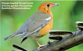  ??  ?? Orange-headed Thrush found in home garden. Pic courtesy Buddhika Wijayaward­hana