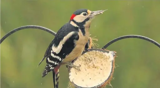  ??  ?? This week’s Big Picture is a male great spotted woodpecker visiting the garden of keen photograph­er Simon Oldfield. Email your pictures to us at macclesfie­ldexpress@menmedia.co.uk or upload them to flickr.com/groups/maccpics