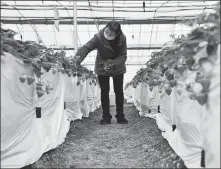  ?? YANG WENBIN / XINHUA ?? A farmer checks strawberri­es at a greenhouse in Gaofeng, a village of Yanhe county, Guizhou province.