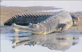  ?? HT PHOTO ?? As many as 25 gharials brought from MP are waiting to be released in the river.