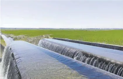  ?? EL PERIÓDICO ?? Una acequia, junto a una parcela de arroz en las Vegas Altas del Guadiana.