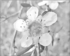  ??  ?? Weeping Tea Tree produces small white flowers. – Photo by John Tann